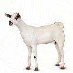 Goat Meat Live Mbuzi